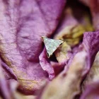 Driehoek Chevron Geelgoud