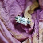 Baguette Dubbele Punt